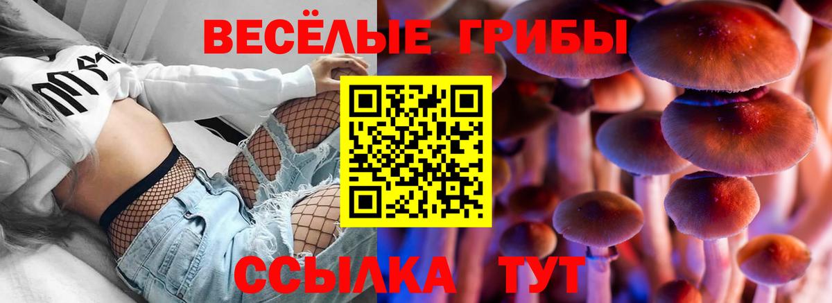 Тара  где купить наркотик  Вход с VPN  Псилоцибиновые грибы мицелий 